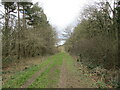 Track in The Gorse