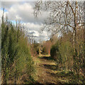 A path at Mauldsheugh Wildlife Reserve, Selkirk