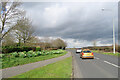 Cherry Hinton: daffodils on Gazelle Way