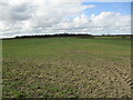 Autumn sown crop and Bucknall Wood