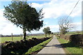 Celynnen ar ochr heol / Holly tree on roadside