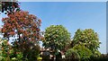 Horse Chestnut Trees in Bradleigh Avenue