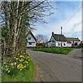 TL4446 : Thriplow: daffodils on the corner by John Sutton