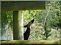 Okapi at the Wild Place