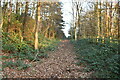 Woodland footpath