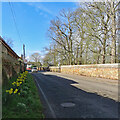 TL4551 : Little Shelford: roadside daffodils, Bridge Lane by John Sutton
