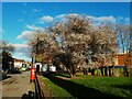 Blackthorn tree, Roundhay Road