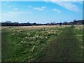 Balne Lane Fields