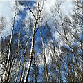 TQ0011 : Birches near the edge of Houghton Forest by Ian Cunliffe