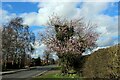 Odd Tree to be found in Nether Poppleton