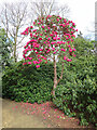 TQ0182 : Rhododendron in Langley Park by David Hawgood