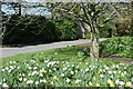 Daffodils outside the church at Stapleford