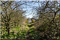 Footbridge Over the M6, Beech