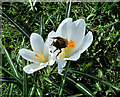 Bumblebee on a crocus