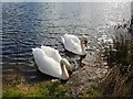 Swans at Cobhouse Farm fishing ponds