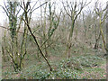 Aerial ropeway remains near Caerphilly