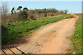 Track to Waddeton Lane Plantation