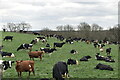 Cattle grazing