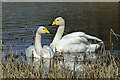 NT4928 : Whooper swans (Cygnus cygnus) at Lindean Nature Reserve by Walter Baxter