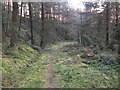 Path in Coed Ffordd-y-Drum