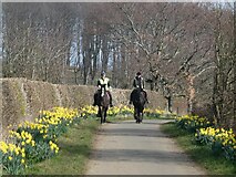 NT1784 : Horse riders on Beech Avenue by Oliver Dixon