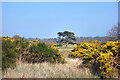 Trees & Gorse, South Warren