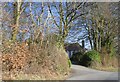 Dense hedge and trees by B3224 west of Exford