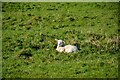 Awkley : Grassy Field & Lamb