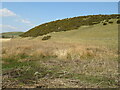 Hillside Gorse at Cambwell