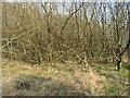 NS9941 : Willow Scrub, near Moor Wood by M J Richardson