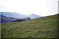 Pasture above Gellilwyd