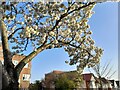 Cherry blossom on Leeside Crescent, Temple Fortune