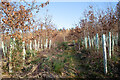 New deciduous plantation, Bogallan Wood