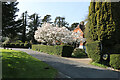 Spectacular flowering magnolia, The Close, Eastbourne