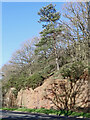 Sandstone exposure near Quatford in Shropshire