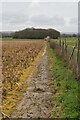 Footpath along field boundary