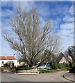 Tree, Main Street, Scotton