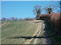 Hedgerow path