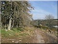 Road beside the Maller Burn