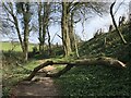 SO5400 : Fallen tree on Offa's Dyke Path by don cload