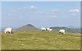 SO4895 : Sheep on Caer Caradoc Hill by Mat Fascione