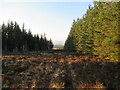 NS6632 : Forestry firebreak on Bibblon Hill by Alan O'Dowd