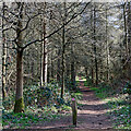 Footpath in Dudmaston Comer Woods, Shropshire