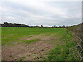 View south along a hedgerow