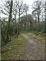 Track in Colgar Plantation, Lanhydrock