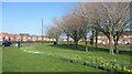 Daffs off Netherton Lane, Bedlington