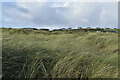 G7156 : Sand dunes, Bunduff Strand by N Chadwick