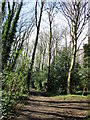 Path in Bestwood Country Park