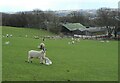 Ewes and lambs