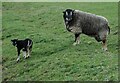 Badger face texel ewe with her lamb